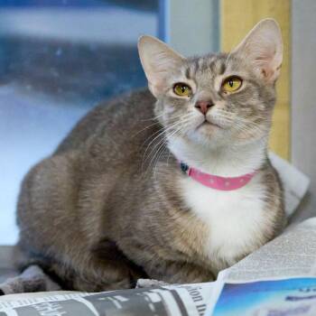 Farina -  Domestic Short Hair Cat for Adoption in Memphis, Tennessee - Farina | PetCurious