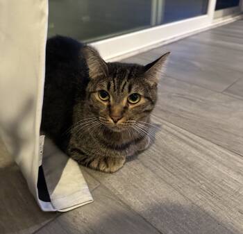 Rescue Domestic Short Hair Cats for Adoption in San Diego, California - Dahlia | PetCurious