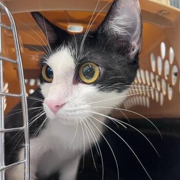 Bailey -  Domestic Short Hair Cat for Adoption in Bentonville, Arkansas - Bailey | PetCurious