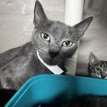 Carla -  Domestic Short Hair Cat for Adoption in Birmingham, Alabama - Carla | PetCurious
