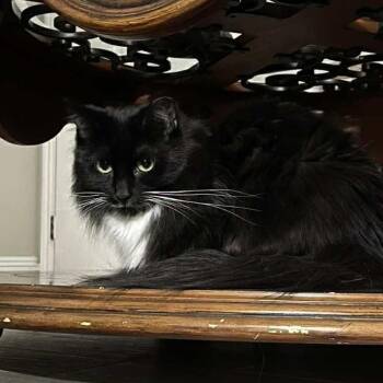 Rescue Tuxedo Cats for Adoption in St. George, Utah - Jin | PetCurious