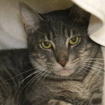 Leaf -  Domestic Short Hair Cat for Adoption in Pasadena, California - Leaf | PetCurious