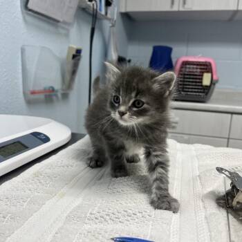 Domestic Medium Hair Cats Available for Adoption in Riverside, California - Bugsy | PetCurious