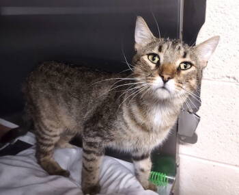 Rescue Domestic Short Hair Cats for Adoption in Albemarle, North Carolina - Sylus | PetCurious