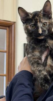 Nala ( Kat) -  Tortoiseshell Cat for Adoption in Vallejo, California - Nala ( Kat) | PetCurious