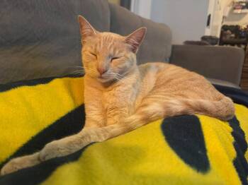 Dreamsicle -  Tabby and Domestic Short Hair Cat for Adoption in Walnut Creek, California - Dreamsicle | PetCurious