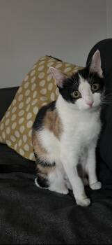 Rescue Domestic Medium Hair Cats for Adoption in Stamford, Connecticut - Annie | PetCurious