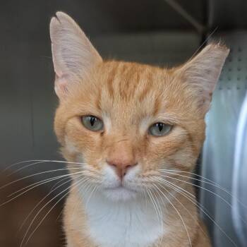 Tigger -  Domestic Short Hair Cat for Adoption in Asheville, North Carolina - Tigger | PetCurious