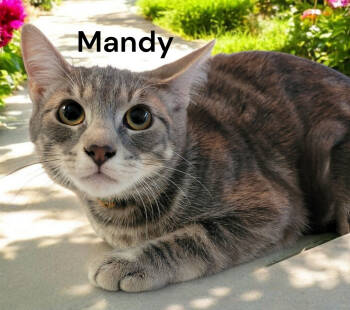 Rescue Tabby Cats for Adoption in Weems, Virginia - Mandy | PetCurious