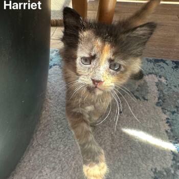 Harriet -  Domestic Medium Hair Cat for Adoption in San Jose, California - Harriet | PetCurious