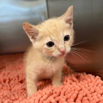 Cashmere (GRN) -  Domestic Short Hair Cat for Adoption in League City, Texas - Cashmere (GRN) | PetCurious