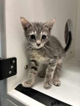 Lolo -  Domestic Short Hair Cat for Adoption in Salt Lake City, Utah - Lolo | PetCurious
