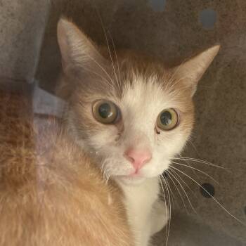 Rescue Domestic Short Hair Cats for Adoption in Philadelphia, Pennsylvania - Ben | PetCurious