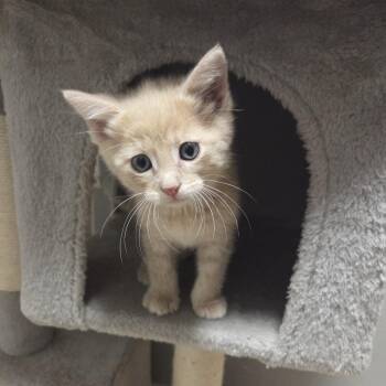 Domestic Short Hair Cats Available for Adoption in Columbia, Missouri - Reeses Cup | PetCurious