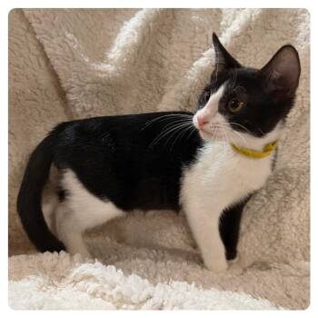 Oliver -  Domestic Short Hair Cat for Adoption in Webster, Texas - Oliver | PetCurious