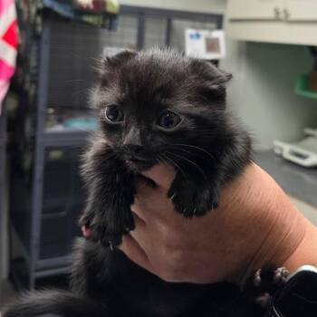 Domestic Short Hair Cats Available for Adoption in Dallas, Texas - Ramona | PetCurious