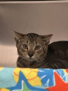 Sweet Potato Pie -  Domestic Short Hair Cat for Adoption in Golden Valley, Minnesota - Sweet Potato Pie | PetCurious