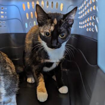 Domestic Short Hair Cats Available for Adoption - Sophia | PetCurious