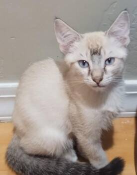 Sweet Samie Is Ready to Find His Special Someone -  Siamese Cat for Adoption in Prescott, Arizona - Sweet Samie Is Ready To Find His Special Someone | PetCurious