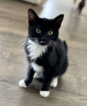 Rescue Domestic Short Hair Cats for Adoption in Greenville, South Carolina - Salem - RP | PetCurious