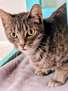 Domestic Short Hair Cats Available for Adoption in St. Augustine, Florida - Char | PetCurious