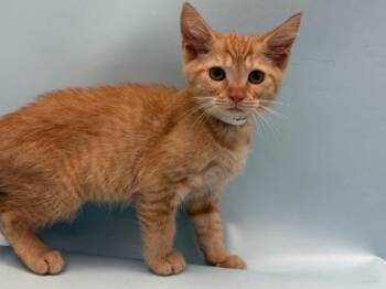 Sherbert -  Domestic Short Hair Cat for Adoption in Golden Valley, Minnesota - Sherbert | PetCurious