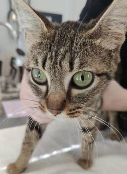 Julie -  Domestic Short Hair Cat for Adoption in Lafayette, Indiana - Julie | PetCurious