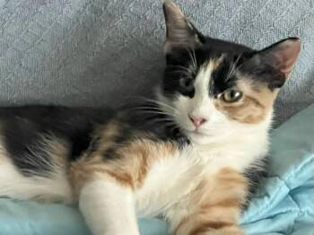 Rescue Domestic Short Hair Cats for Adoption in New York, New York - Buffy | PetCurious