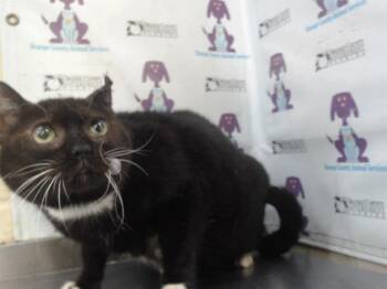 BABY GIRL -  Domestic Short Hair Cat for Adoption in Orlando, Florida - BABY GIRL | PetCurious