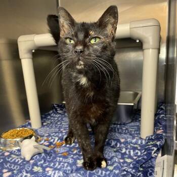 Domestic Short Hair Cats Available for Adoption - Adrian | PetCurious