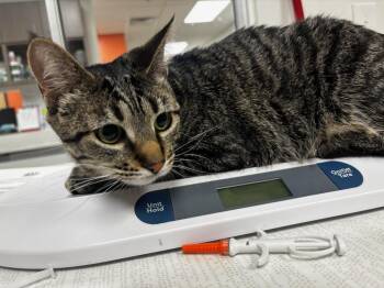 Domestic Short Hair Cats Available for Adoption in Greenfield, Indiana - Kit | PetCurious