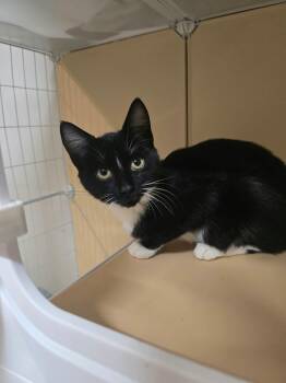 DUO -  Domestic Short Hair Cat for Adoption in Holbrook, New York - DUO | PetCurious