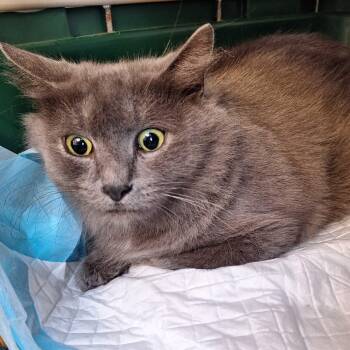 Rescue Domestic Long Hair and Russian Blue Cats for Adoption in Stamford, Connecticut - Rosalinda-Gentle Gray Girl | PetCurious