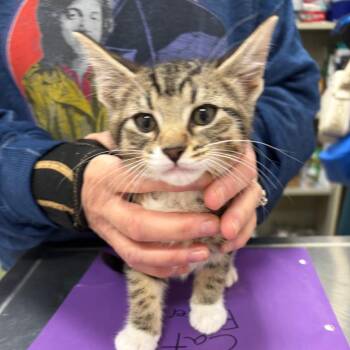 Domestic Short Hair Cats Available for Adoption in Pekin, Illinois - Topaz | PetCurious