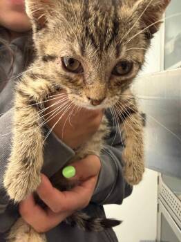 Lazarus -  Domestic Short Hair Cat for Adoption in New Kensington, Pennsylvania - Lazarus | PetCurious