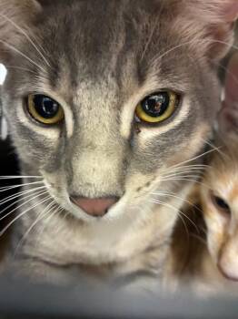 A137896 -  Domestic Short Hair Cat for Adoption in Palmetto, Florida - A137896 | PetCurious