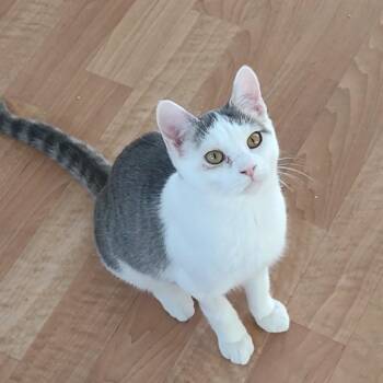 Rescue Tabby and Domestic Short Hair Cats for Adoption in Montour Falls, New York - Miriya | PetCurious