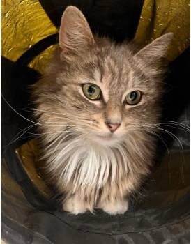 Domestic Long Hair Cats Available for Adoption in North Babylon, New York - Chloe | PetCurious