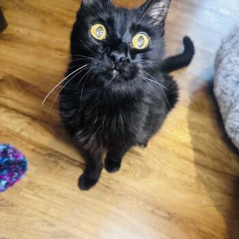 Gary -  American Shorthair Cat for Adoption in Nashville, Tennessee - Gary | PetCurious