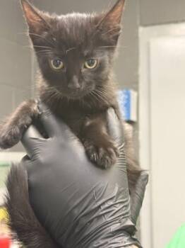 Rescue Domestic Short Hair Cats for Adoption in Fort Worth, Texas - Thornhill | PetCurious