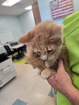 Russell -  Domestic Short Hair Cat Available for Adoption in Gallatin, Tennessee - Russell | PetCurious