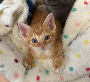 Sasquatch -  Tabby Cat for Adoption in Mobile, Alabama - Sasquatch | PetCurious