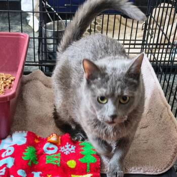 Sin -  Domestic Short Hair Cat for Adoption in Moses Lake, Washington - Sin | PetCurious