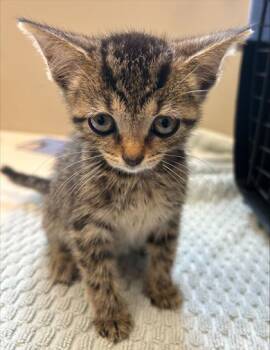 Princess Atta -  Domestic Short Hair Cat for Adoption in Fishers, Indiana - Princess Atta | PetCurious