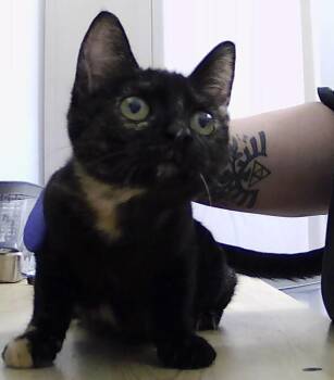 Suzanne -  Domestic Short Hair Cat for Adoption in Dayton, Minnesota - Suzanne | PetCurious