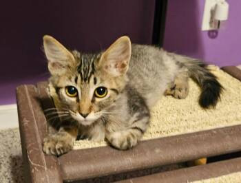 Bluebell -  Domestic Medium Hair Cat for Adoption in San Tan Valley, Arizona - Bluebell | PetCurious