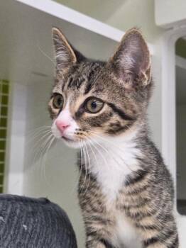 Chairo -  Domestic Short Hair Cat for Adoption in Fort Lupton, Colorado - Chairo | PetCurious