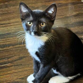A1047636 Socks -  Domestic Short Hair Cat for Adoption in Pleasant Hill, California - A1047636 Socks | PetCurious