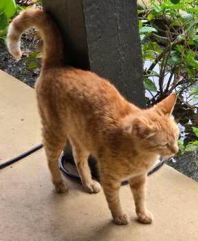 MARBLES -  American Shorthair Cat for Adoption in Grand Prairie, Texas - MARBLES | PetCurious