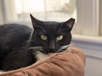 Domestic Short Hair Cats Available for Adoption - Jupiter Eden | PetCurious